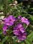 Phlox Blue Paradise
